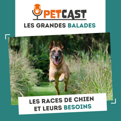 Les races de chien et leurs besoins cover