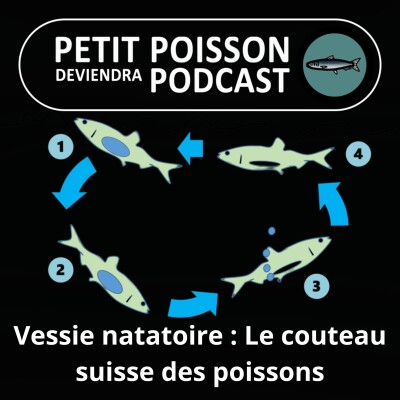 S01E09 La vessie natatoire : Le couteau suisse des poissons cover