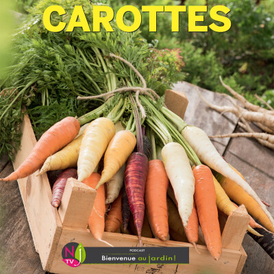 LE DOSSIER: CONNAÎTRE ET BIEN CULTIVER LES CAROTTES cover