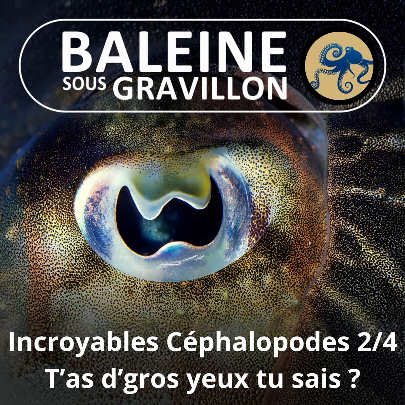 S06E24 Incroyables Céphalopodes 2/4 : T'as d'gros yeux tu sais ? episode artwork