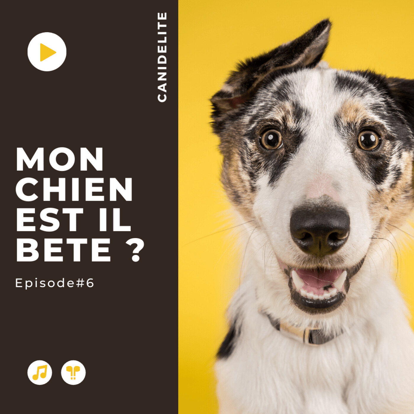 Episode #6 : "Mon Chien est bête !" episode artwork