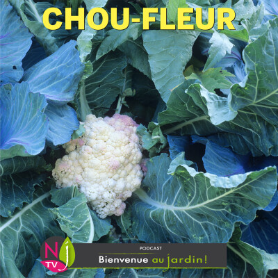 PAROLES D'EXPERTS: TOUT SAVOIR POUR RÉUSSIR LE CHOU-FLEUR cover