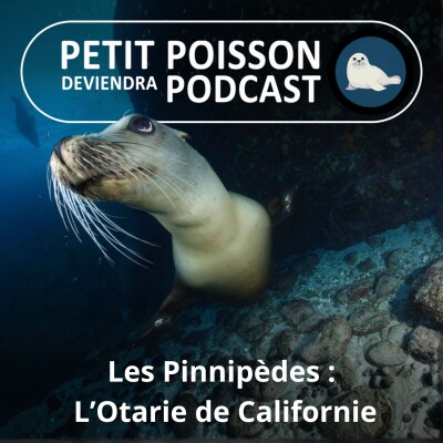 S05E42 Les Pinnipèdes : L'Otarie de Californie, la star de la Côte Ouest cover