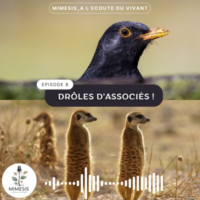 Drôles d'associés - Ep.08 cover