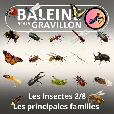 BEST OF D'ÉTÉ #30 Insectes : Les principales familles 2/2 cover
