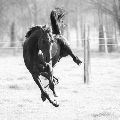 🐎 Dressage • La souplesse et la force vers la puissance cover