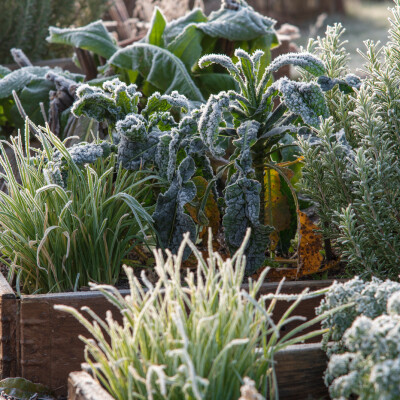 Sol gelé : comment continuer à jardiner ? cover