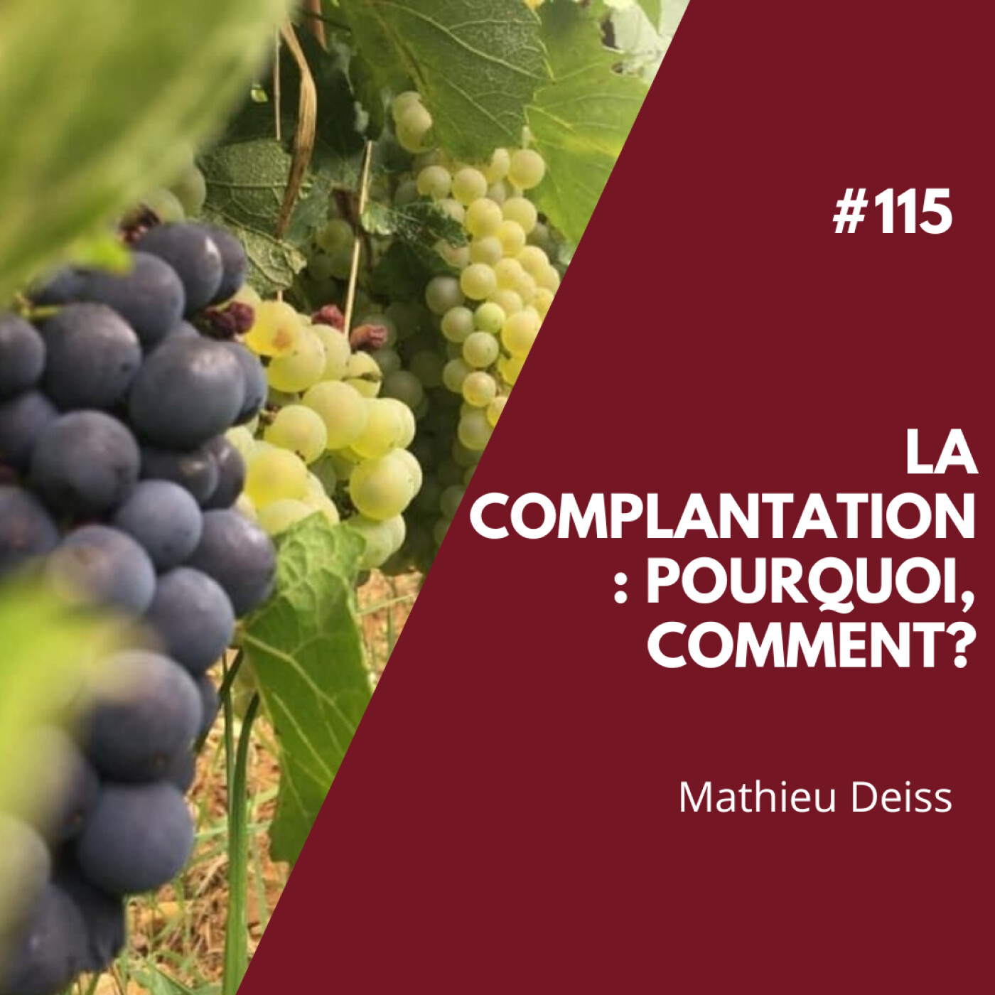 #115 - La Complantation : Pourquoi, Comment?