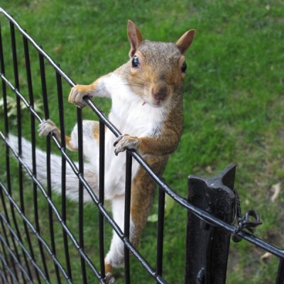 Episode #17: Bad squirrel! Animals of Ohio. cover