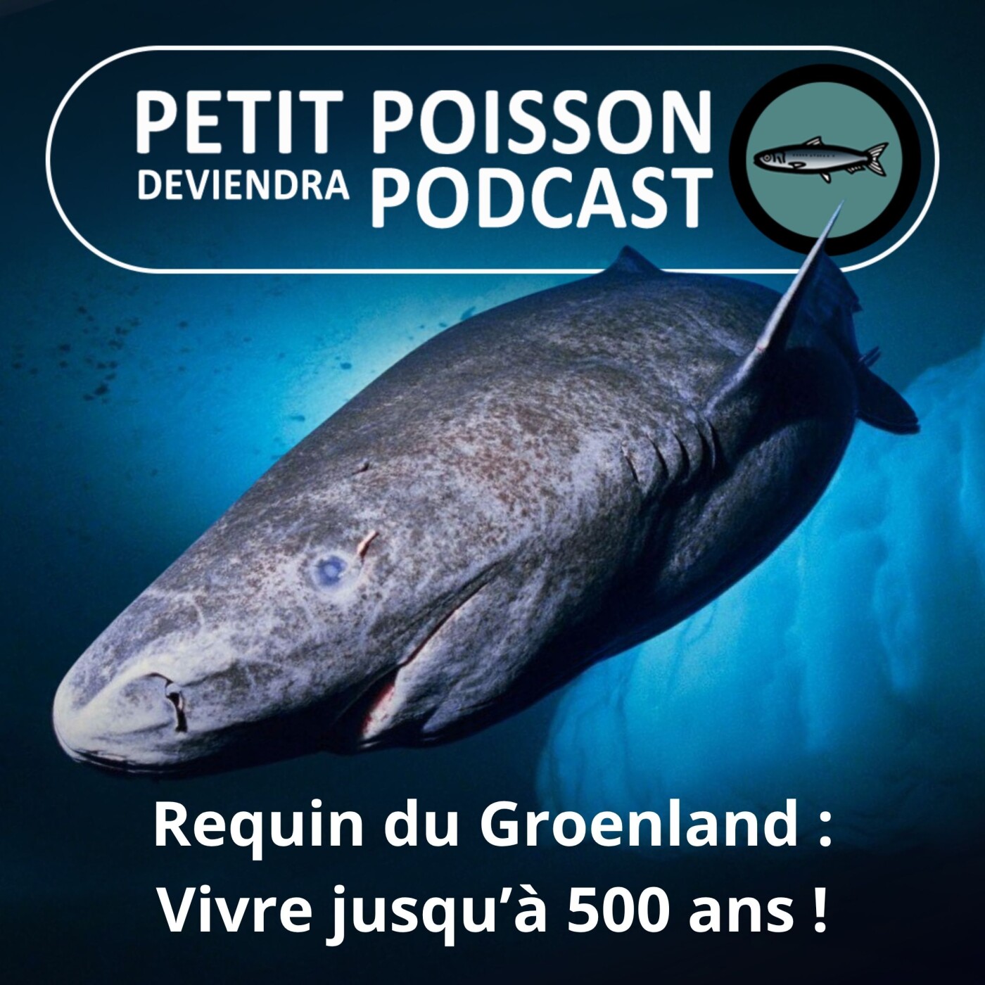 Petit Poisson deviendra Podcast