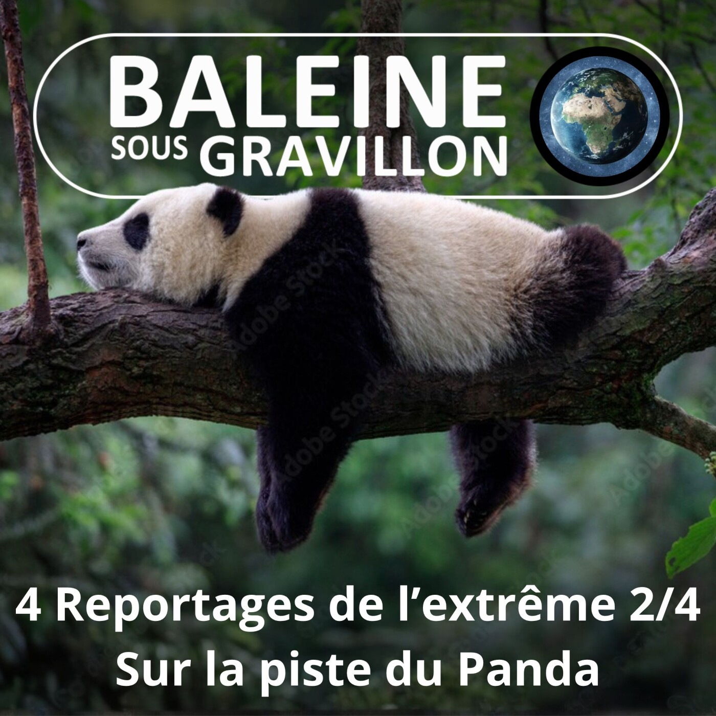 S03E55 Reportages de l'extrême 2/4 : Sur la piste du Panda (Olivier Gasselin) episode artwork