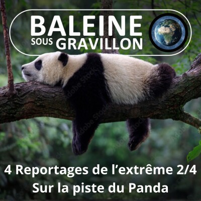 S03E55 Reportages de l'extrême 2/4 : Sur la piste du Panda (Olivier Gasselin) cover