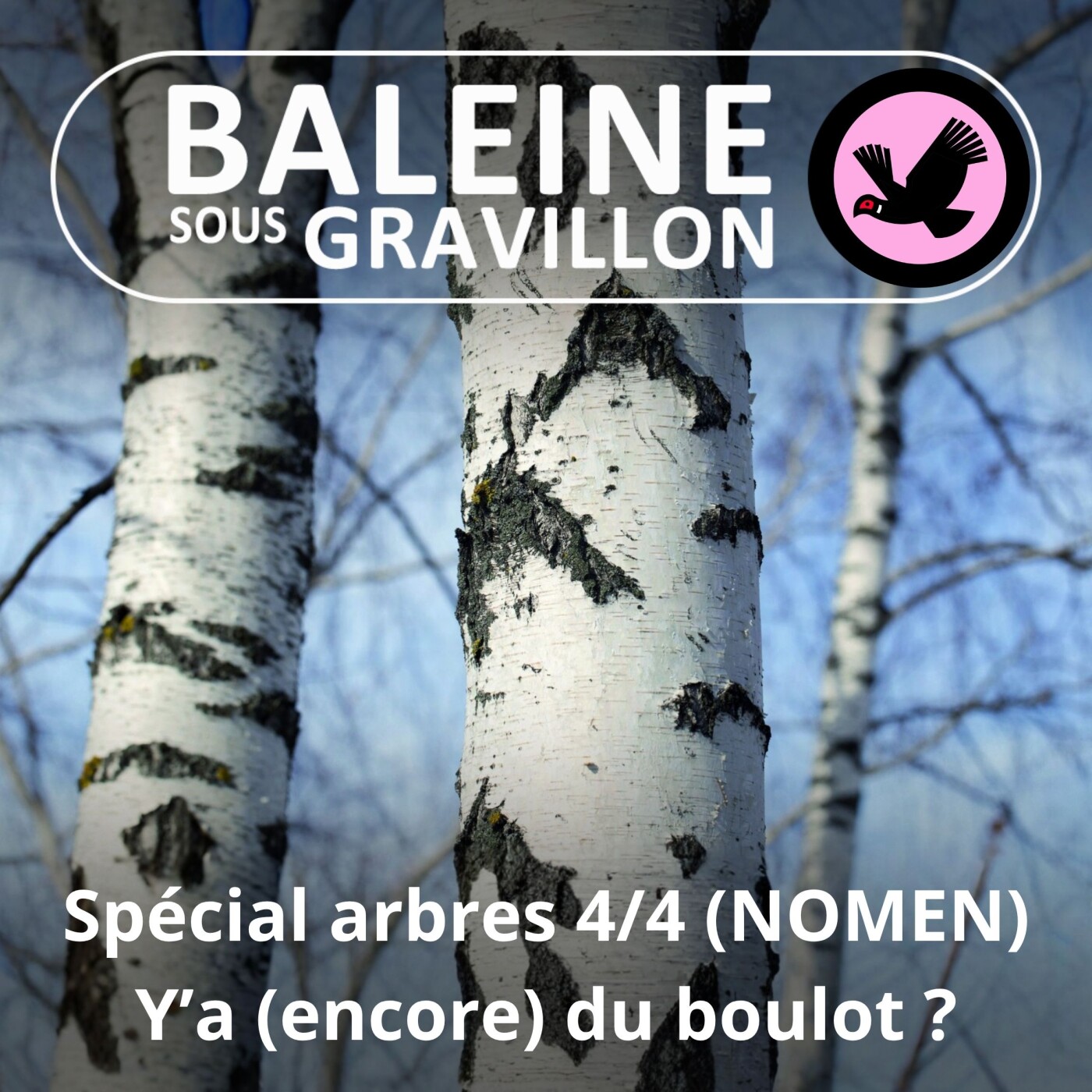 SPÉCIAL ARBRES 4/4 : Y'a du bouleau ! (NOMEN)