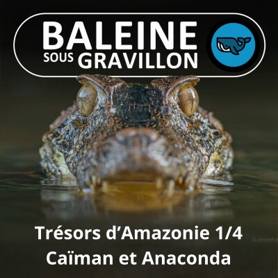 S04E72 Trésors d'Amazonie 1/4 : Du Caïman à l'Anaconda (Olivier Marquis) cover