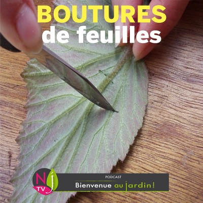 PAROLES D'EXPERTS: COMMENT FAIRE DES BOUTURES DE FEUILLES ? cover