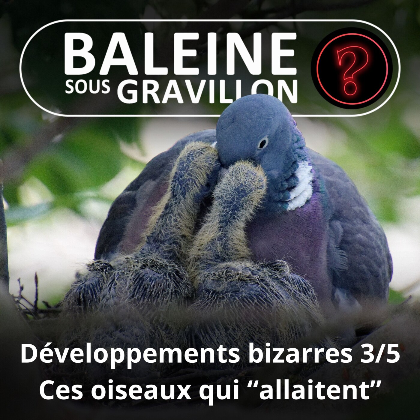 S07E128 Vous avez dit bizarre ? Développement 3/5 : Pigeons, flamants, manchots... ces oiseaux qui "allaitent"
