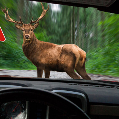 Animaux sur la route : que couvre votre assurance ? cover