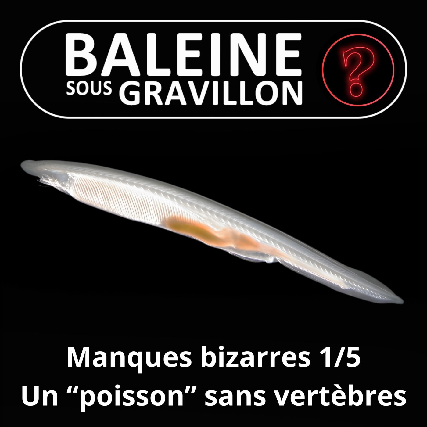 S07E108 Vous avez dit bizarre ? Manques 1/5 : Le lancelet, un "poisson" sans colonne vertébrale