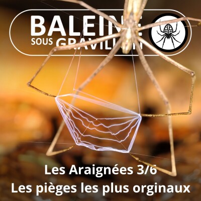 S02E58 Les Araignées 3/6 : Les pièges les plus originaux cover