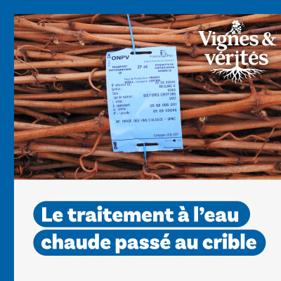 VIGNES & VÉRITÉS. Chaud bouillant : le Traitement à l’Eau Chaude passé au crible. cover