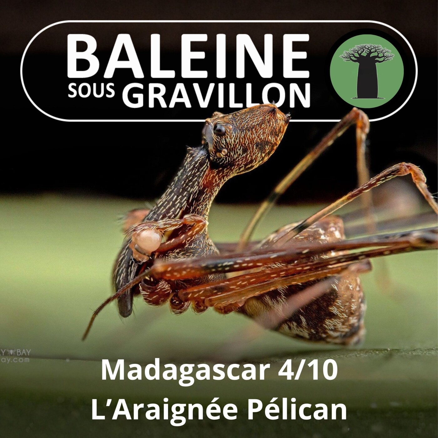 S03E43 Madagascar 4/10 : L'Araignée-pélican et autres "golgoths" episode artwork