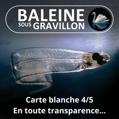 S05E124 Carte blanche 4/5 : En toute transparence, la cape d'invisibilité du Vivant cover