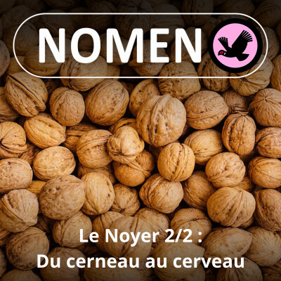 S03E08 La Noix 2/2 : du cerneau au cerveau cover