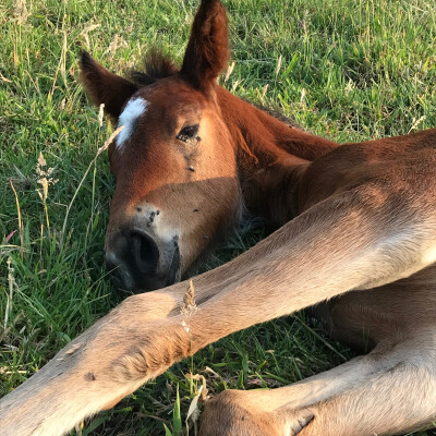 🔮 Vision • Mon élevage - ma vision cover