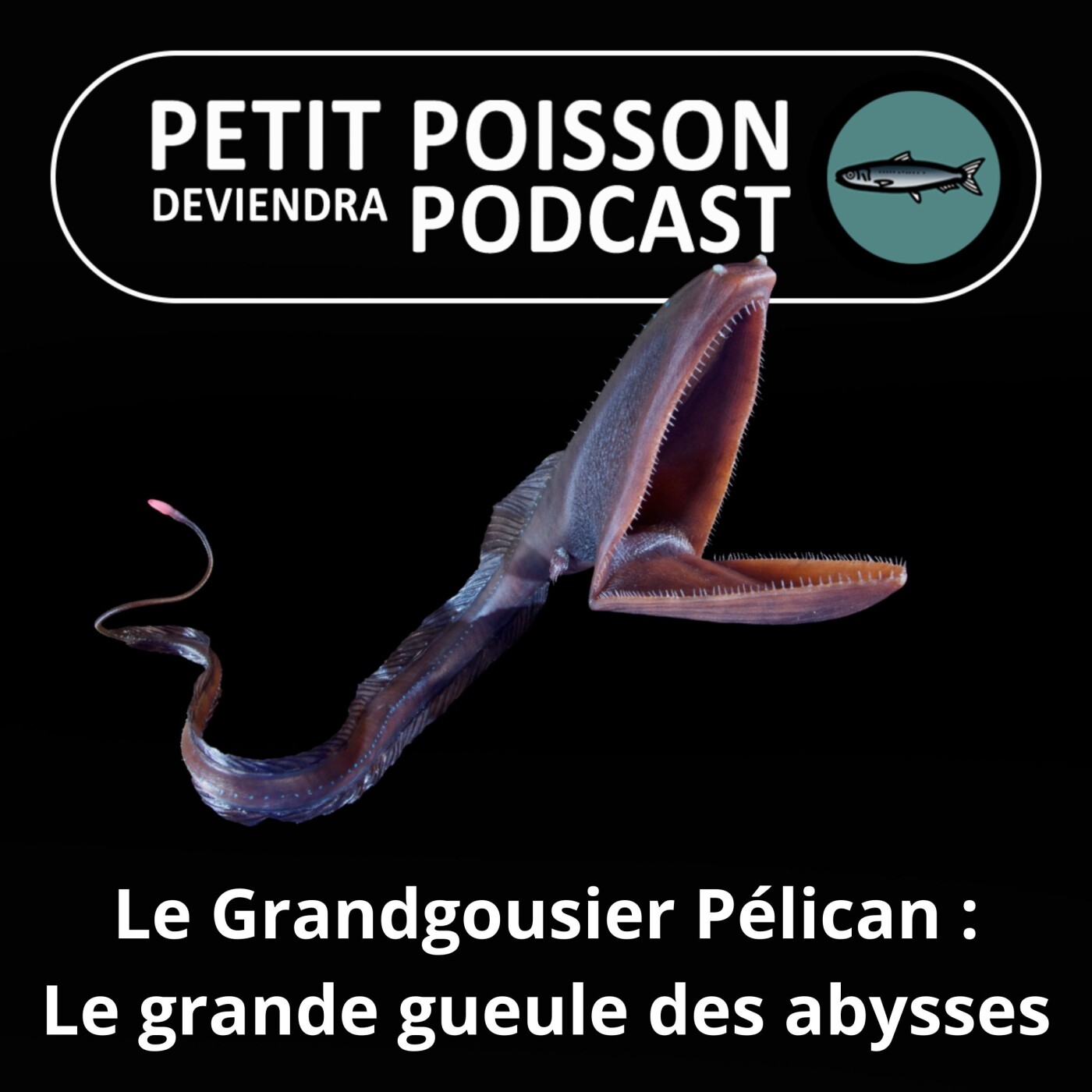 S05E04 Le Grandgousier-pélican, la grande gueule des abysses