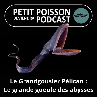 S05E04 Le Grandgousier-pélican, la grande gueule des abysses cover