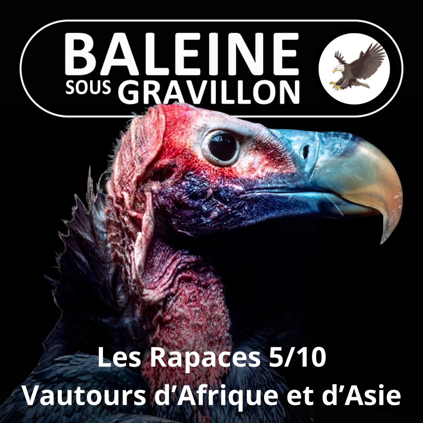 S02E107 Les Rapaces 5/10 : Vautours d'Afrique et d'Asie (Jean Andrieux) episode artwork
