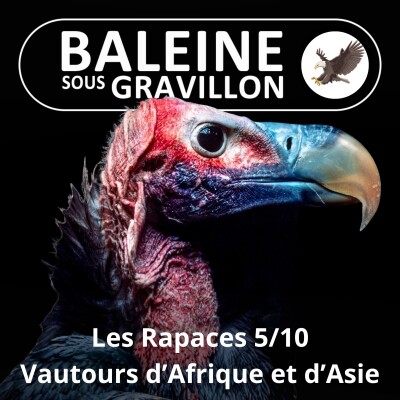 S02E107 Les Rapaces 5/10 : Vautours d'Afrique et d'Asie (Jean Andrieux) cover