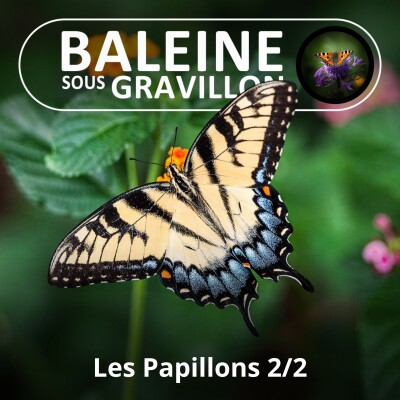 S04E65 Les Papillons 2/2 (Lionel Carlès) cover