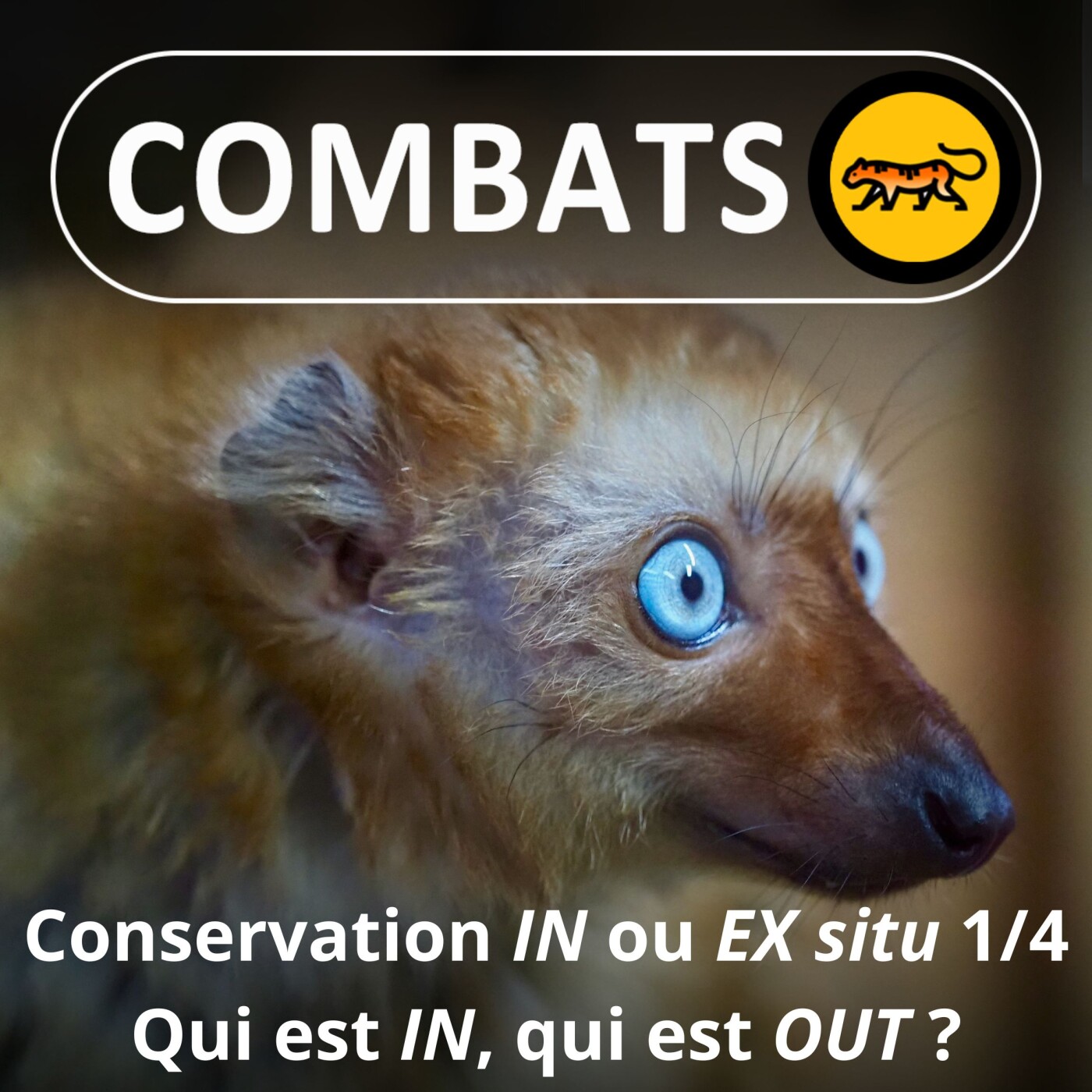Combats