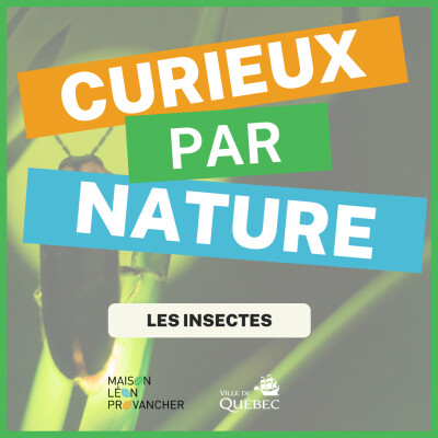 Curieux par Nature: Le monde des insectes cover