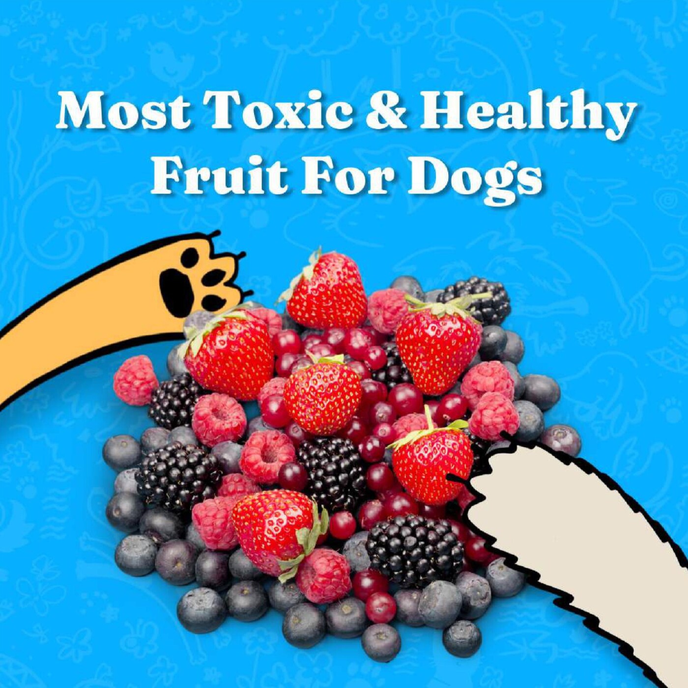 Most Toxic and Dog-Friendly Fruits episode artwork