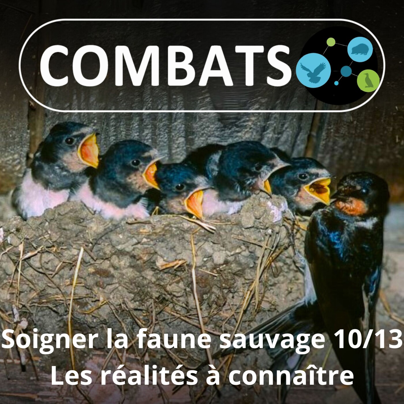 S01E67 Soigner la faune sauvage 10/13 : Dans les coulisses, les réalités à connaître (Manon Tissidre, directrice)