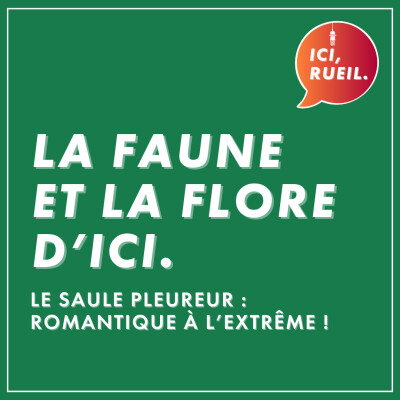 La Faune et la Flore : Le saule pleureur, romantique à l'extrême ! cover