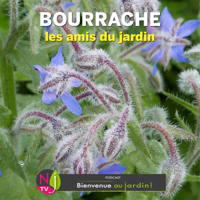 #85: LES AMIS DU JARDIN : LA BOURRACHE cover