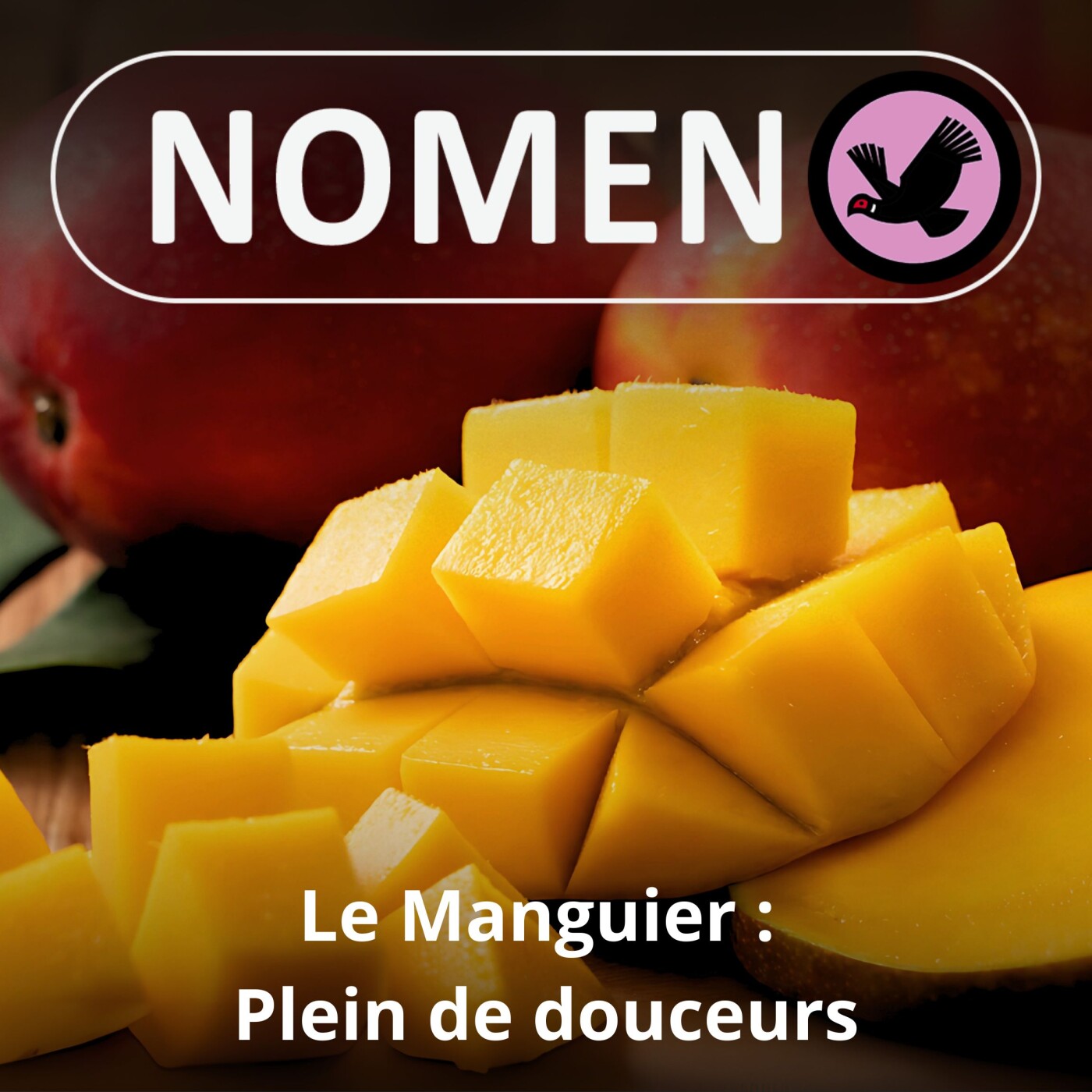 S05E16 Le Manguier : L'un des plus anciens fruits cultivés