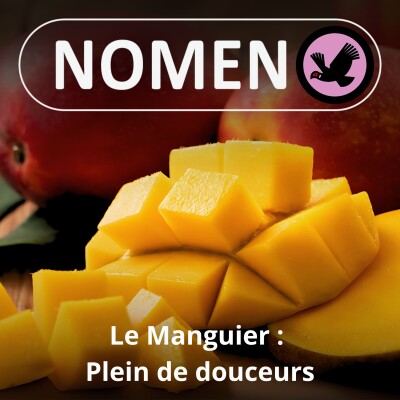 S05E16 Le Manguier : L'un des plus anciens fruits cultivés cover