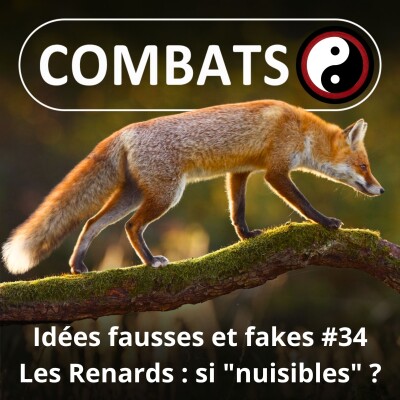 S06E34 Idées fausses : Les renards sont-ils si "nuisibles" ? cover