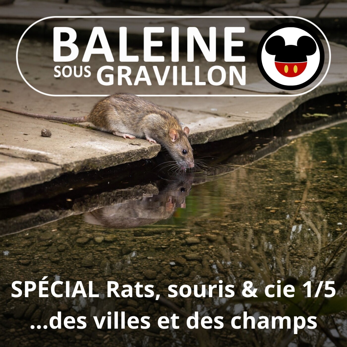 SPÉCIAL Rats, souris & cie 1/5 : Des champs à la ville, l'empire des rats (Hélène Dupuy) episode artwork
