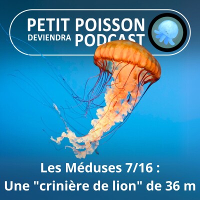 S04E07 Méduses 7/16 : Les crinières de lion, des géantes de... 36 m ! cover