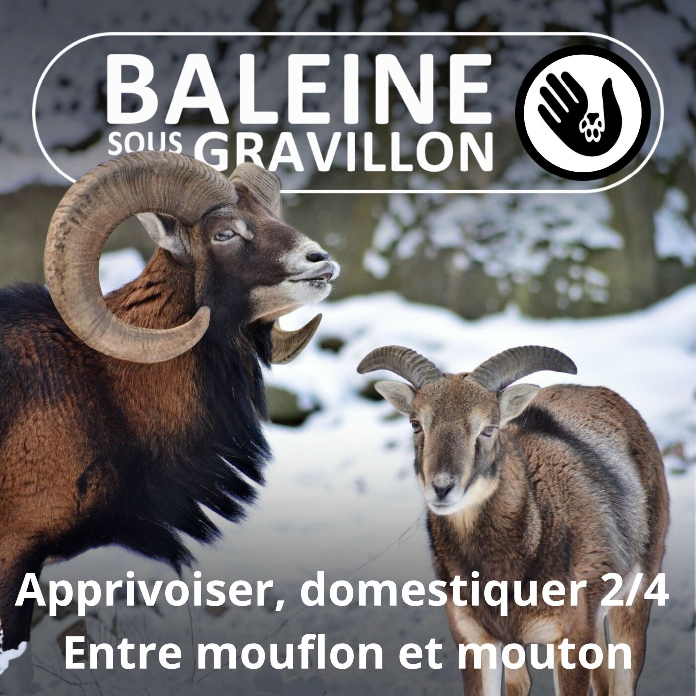 S07E170 Apprivoiser, domestiquer 2/4 : De la chasse à l'élevage episode artwork