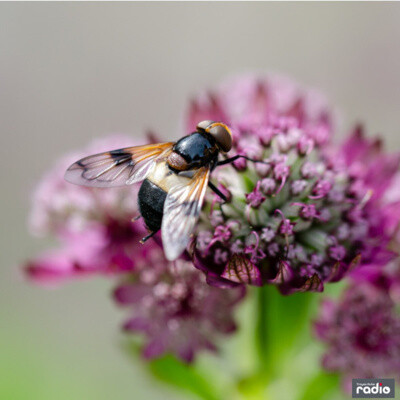 DESTINATION NATURE - Les pollinisateurs cover