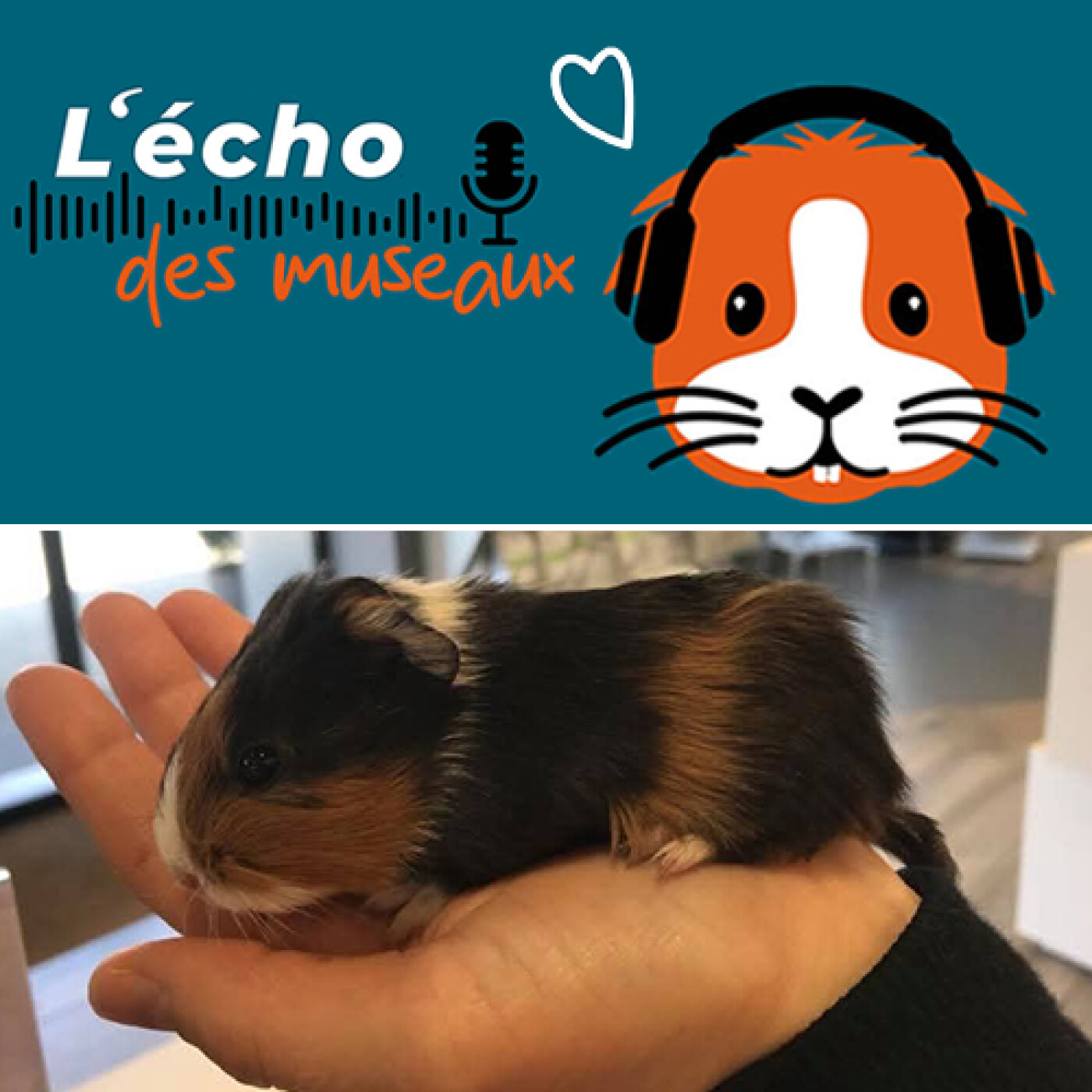 L\'écho des museaux