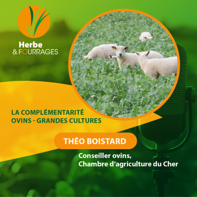 HERBE ET FOURRAGES - La complémentarité ovins - grandes cultures cover