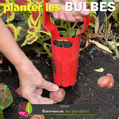 PAROLES D'EXPERTS: SAVEZ-VOUS PLANTER LES BULBES ? cover