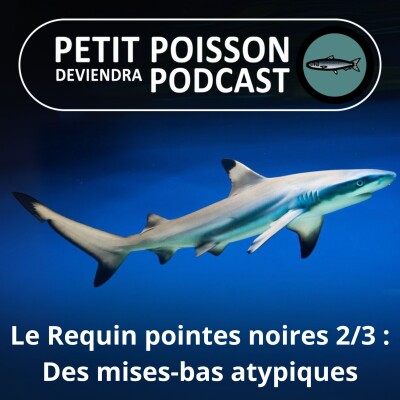 S02E16 Le Requin pointes noires 2/3 : Une reproduction similaire à celle des... Mammifères ! cover